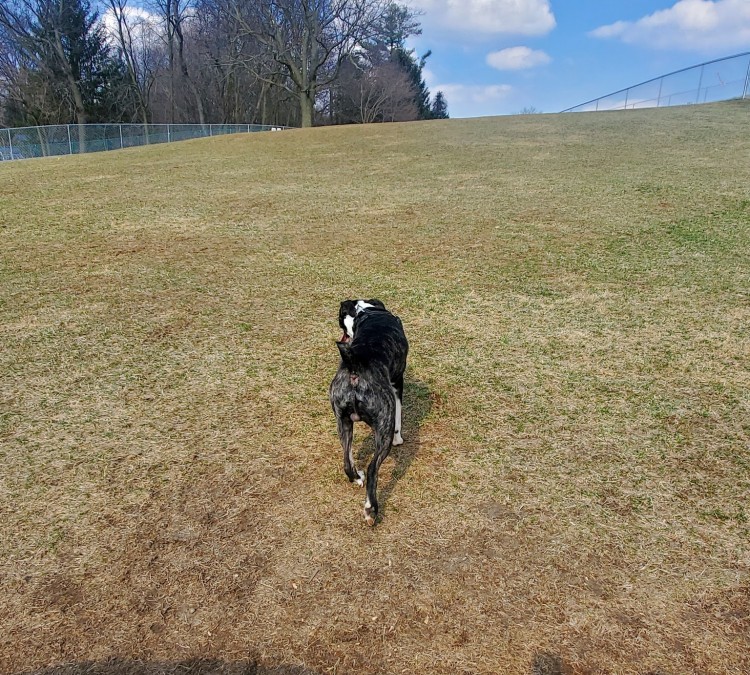 Yellow Springs Dog Park (Yellow&nbspSprings,&nbspOH)